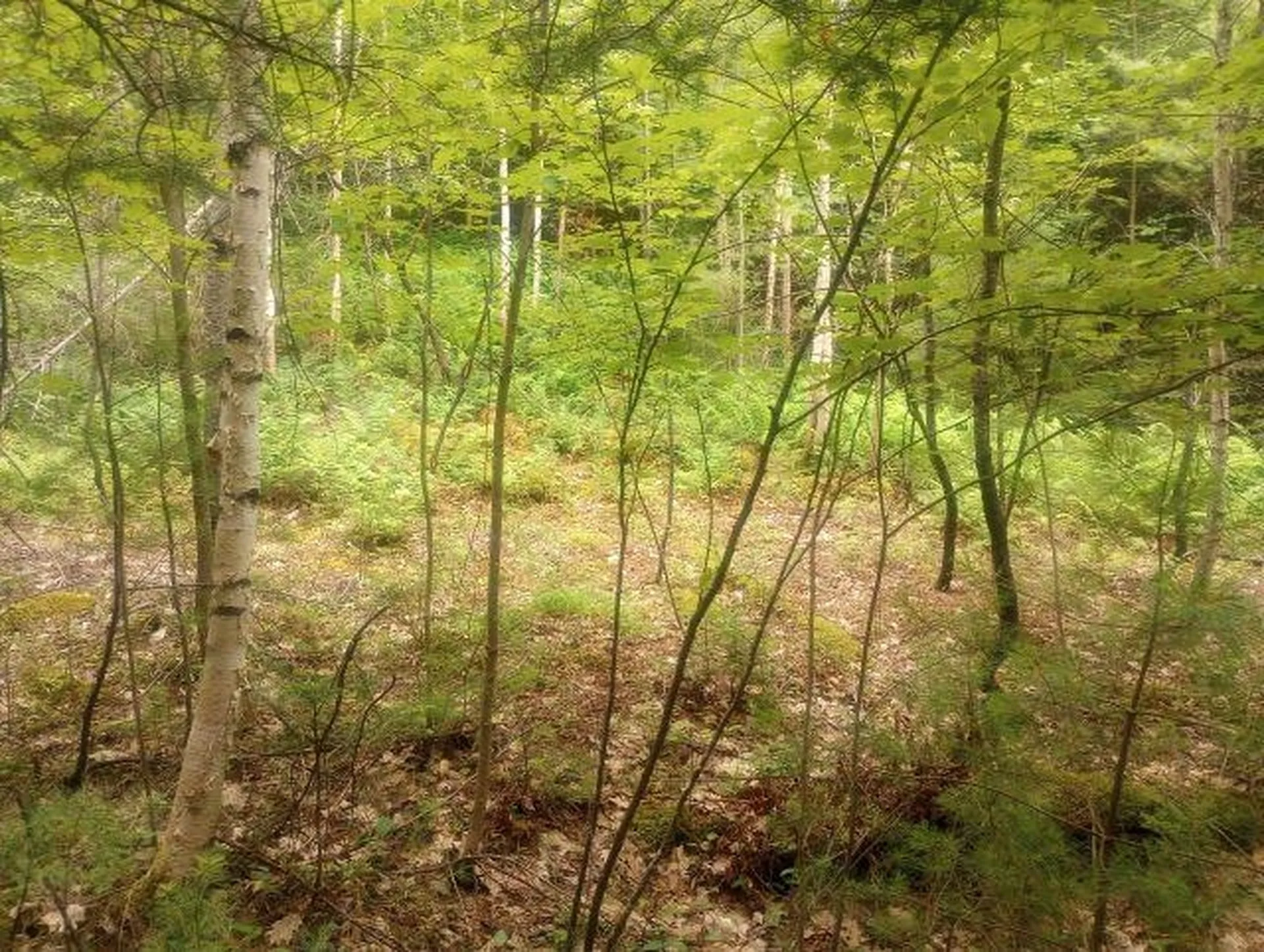 Swiftwater Circle Haverhill NH 03785