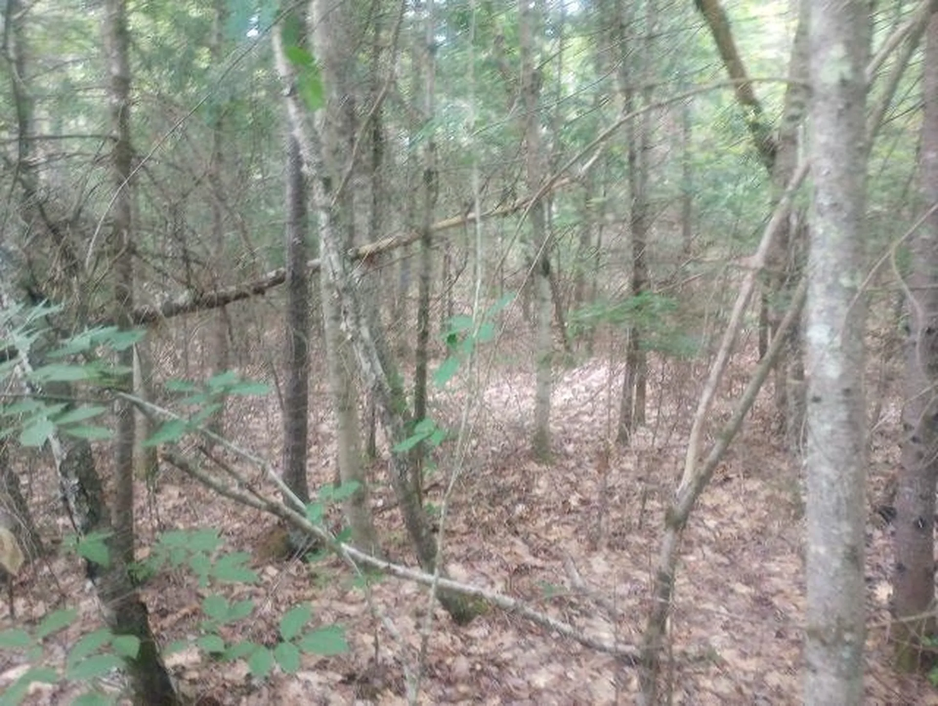 Swiftwater Circle Haverhill NH 03785