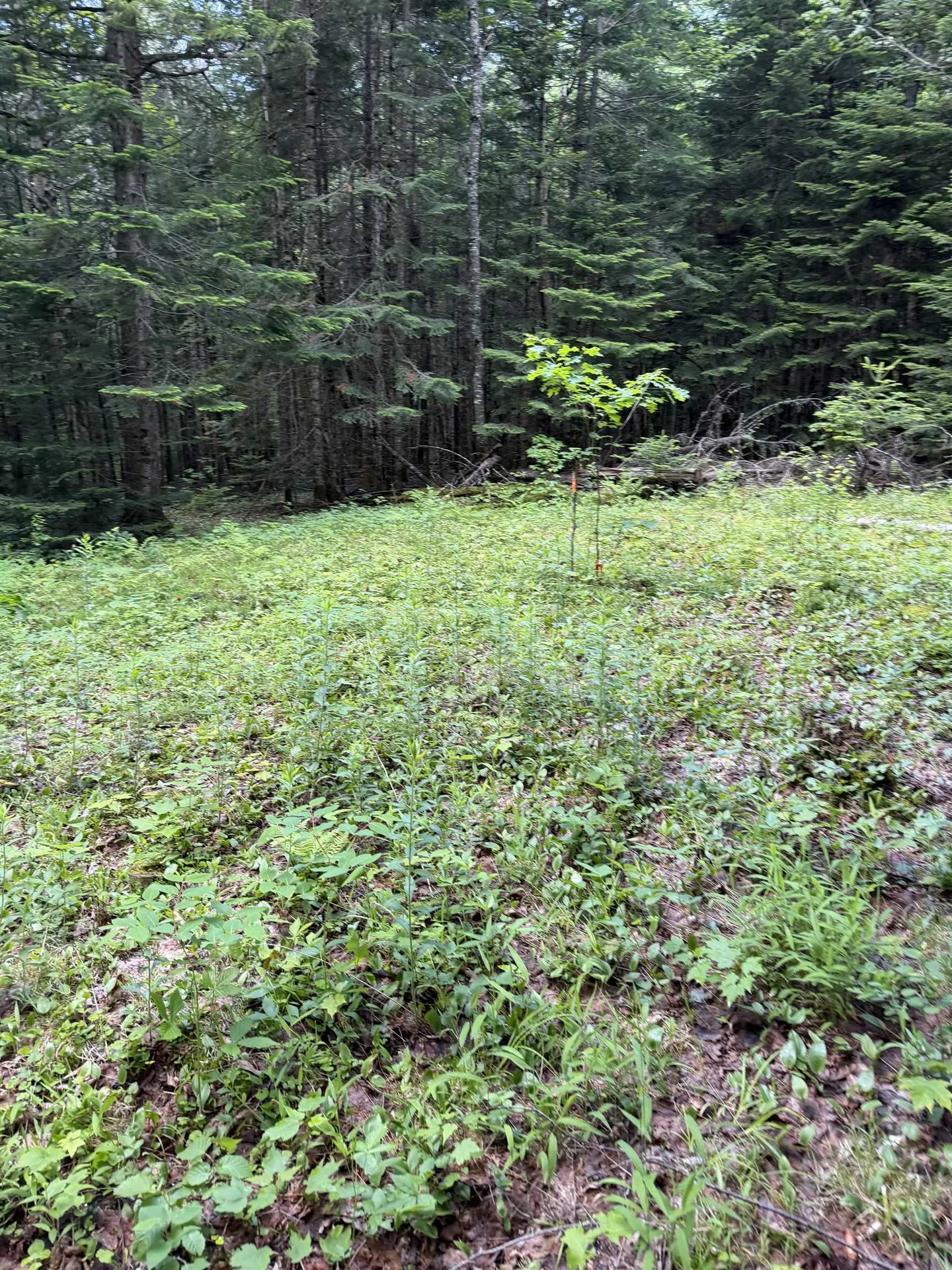 3649 Canaan Hill Road Canaan VT 05903