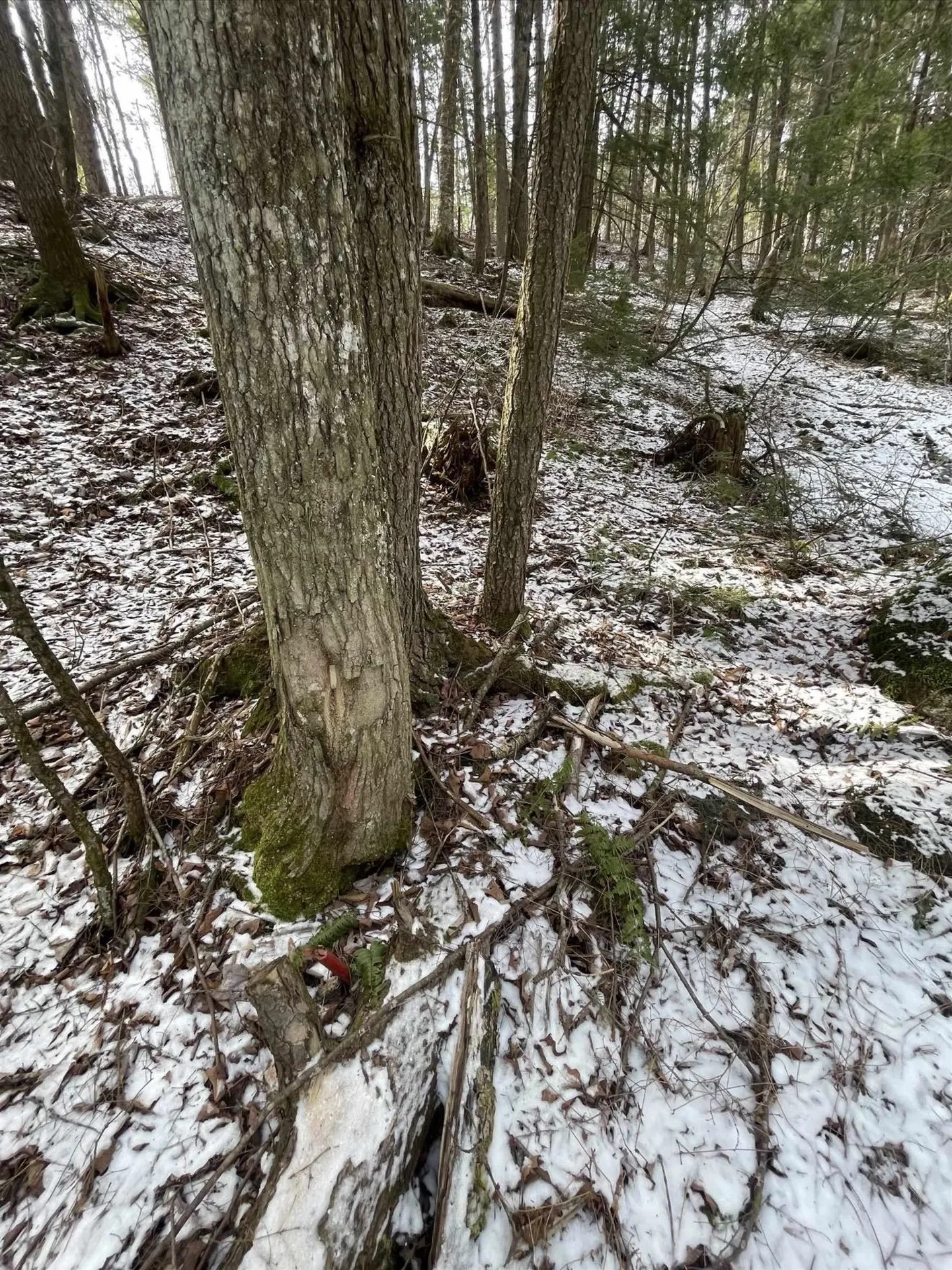 000 Hinkley Brook Road Grafton VT 05146
