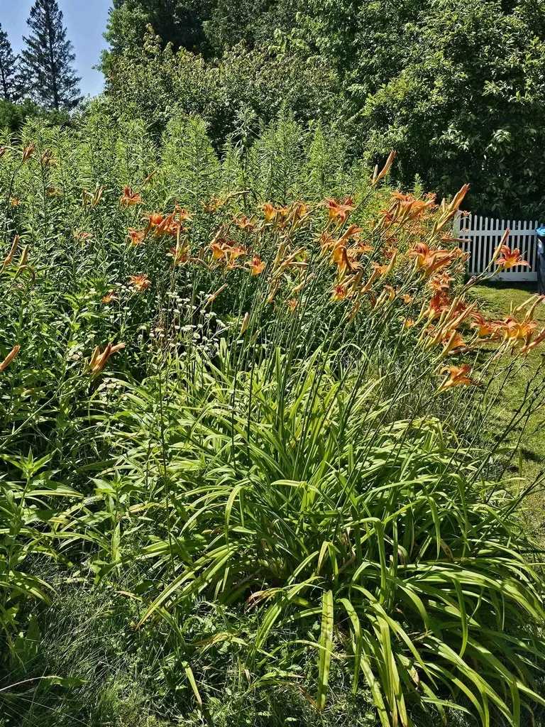 31 Hillside Drive Williston VT 05495