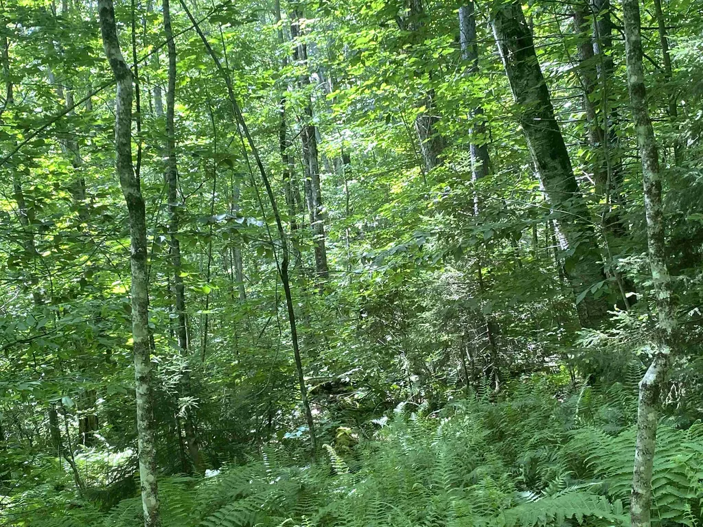 540 Shampeny Hill Road Hancock VT 05748