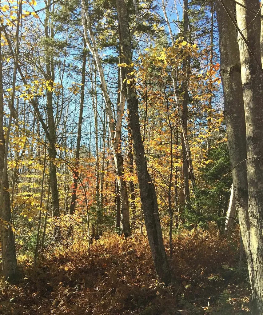 540 Shampeny Hill Road Hancock VT 05748