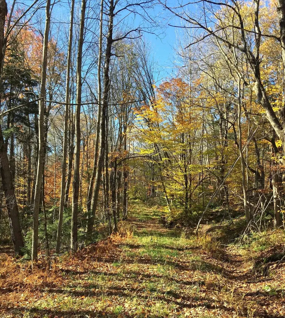 540 Shampeny Hill Road Hancock VT 05748