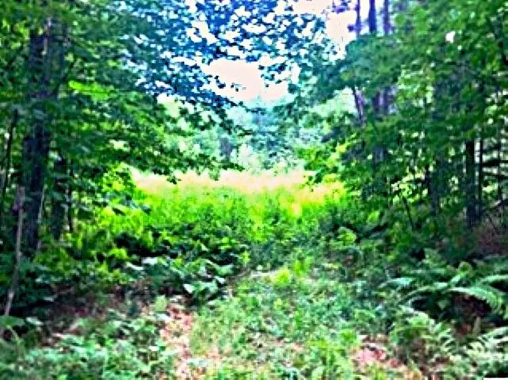 540 Shampeny Hill Road Hancock VT 05748