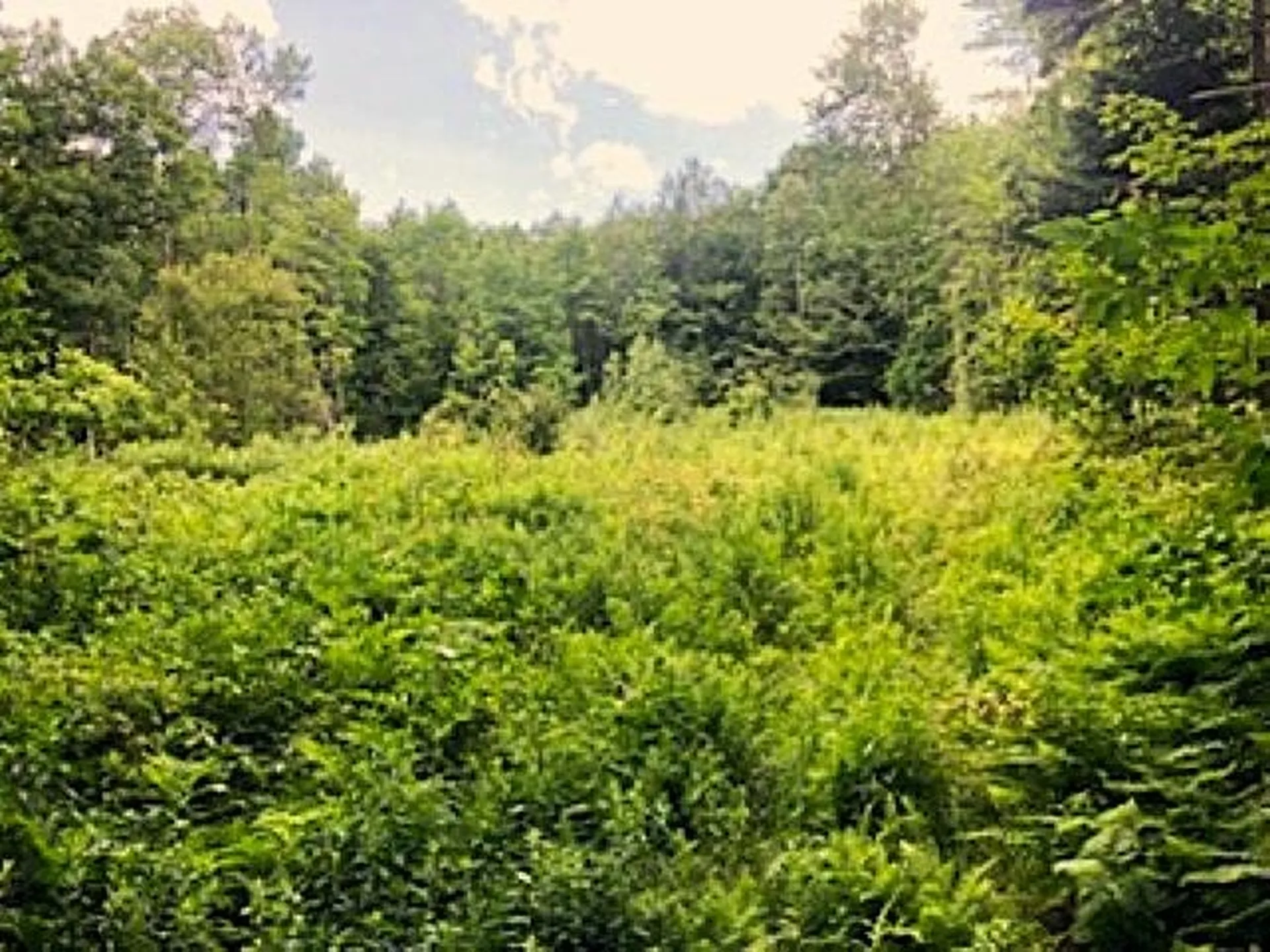 540 Shampeny Hill Road Hancock VT 05748