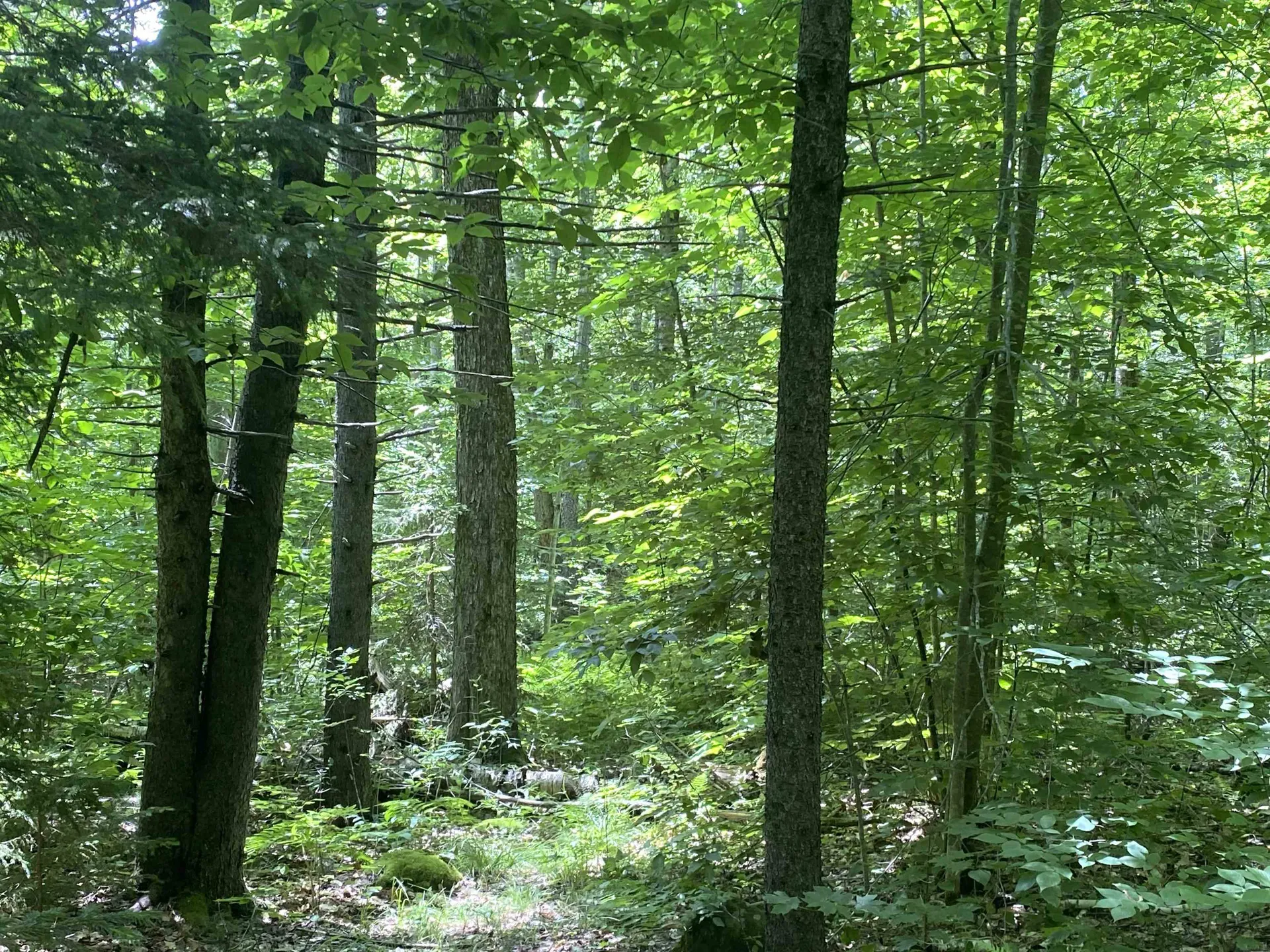 540 Shampeny Hill Road Hancock VT 05748