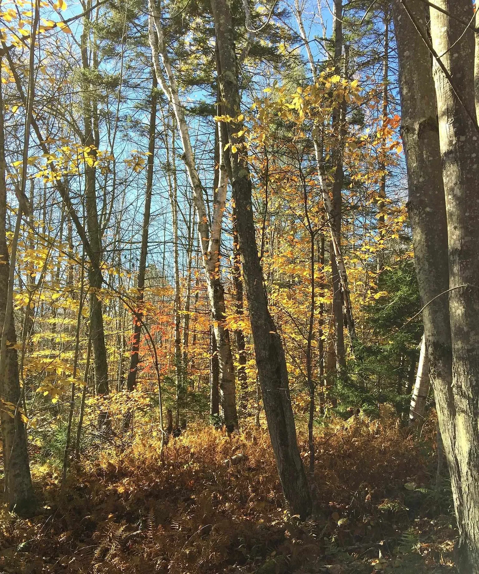 540 Shampeny Hill Road Hancock VT 05748