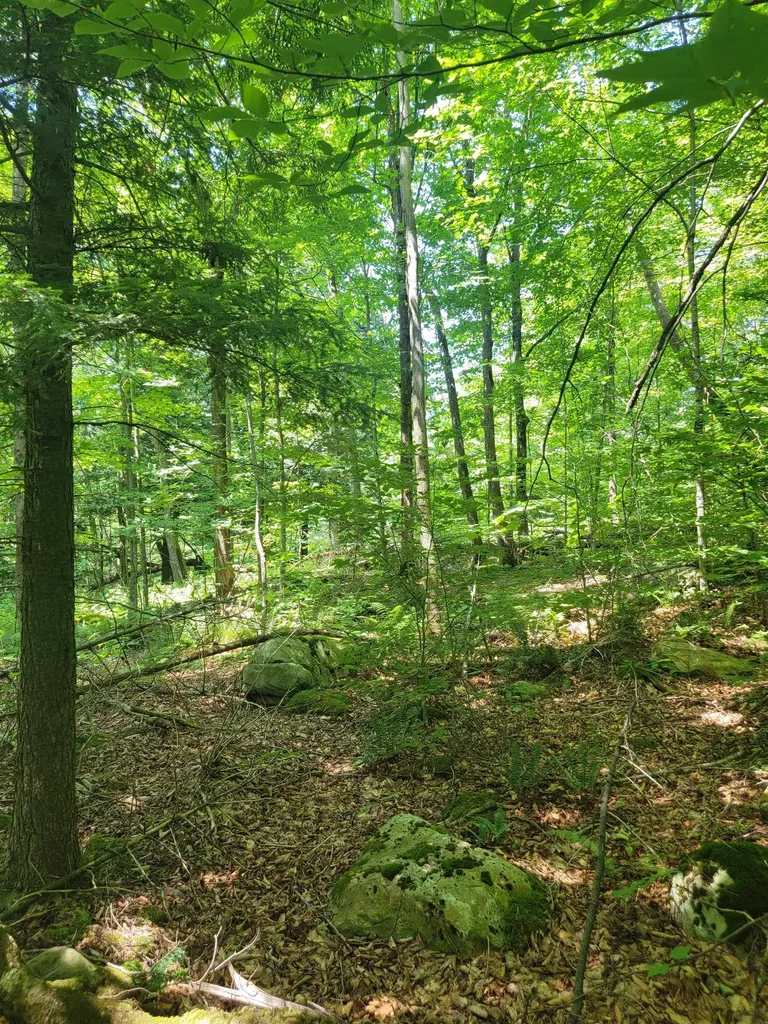 0 Old Gale Hill Road Glastenbury VT 05262