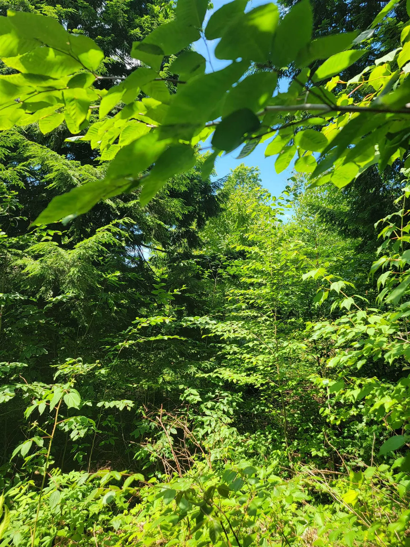 0 Old Gale Hill Road Glastenbury VT 05262