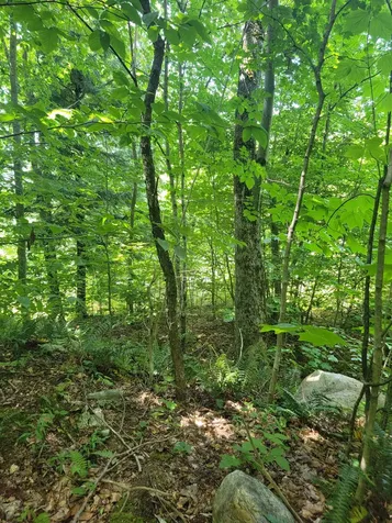 0 Old Gale Hill Road Glastenbury VT 05262