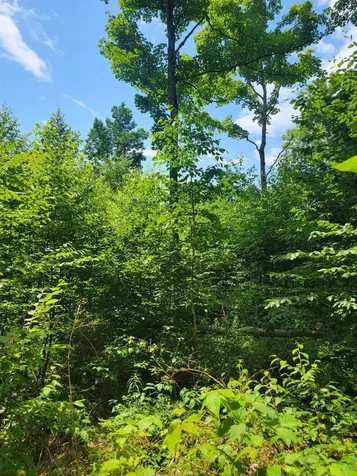 0 Old Gale Hill Road Glastenbury VT 05262