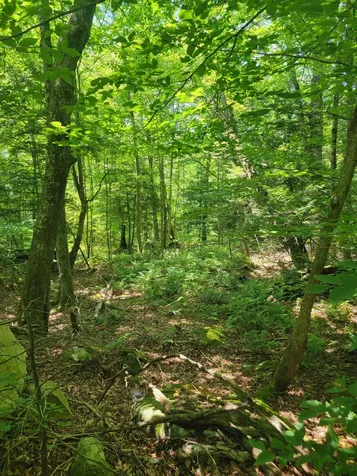 0 Old Gale Hill Road Glastenbury VT 05262