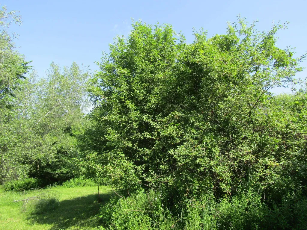 331 Gilman, Lot 3 Road Sheldon VT 05483