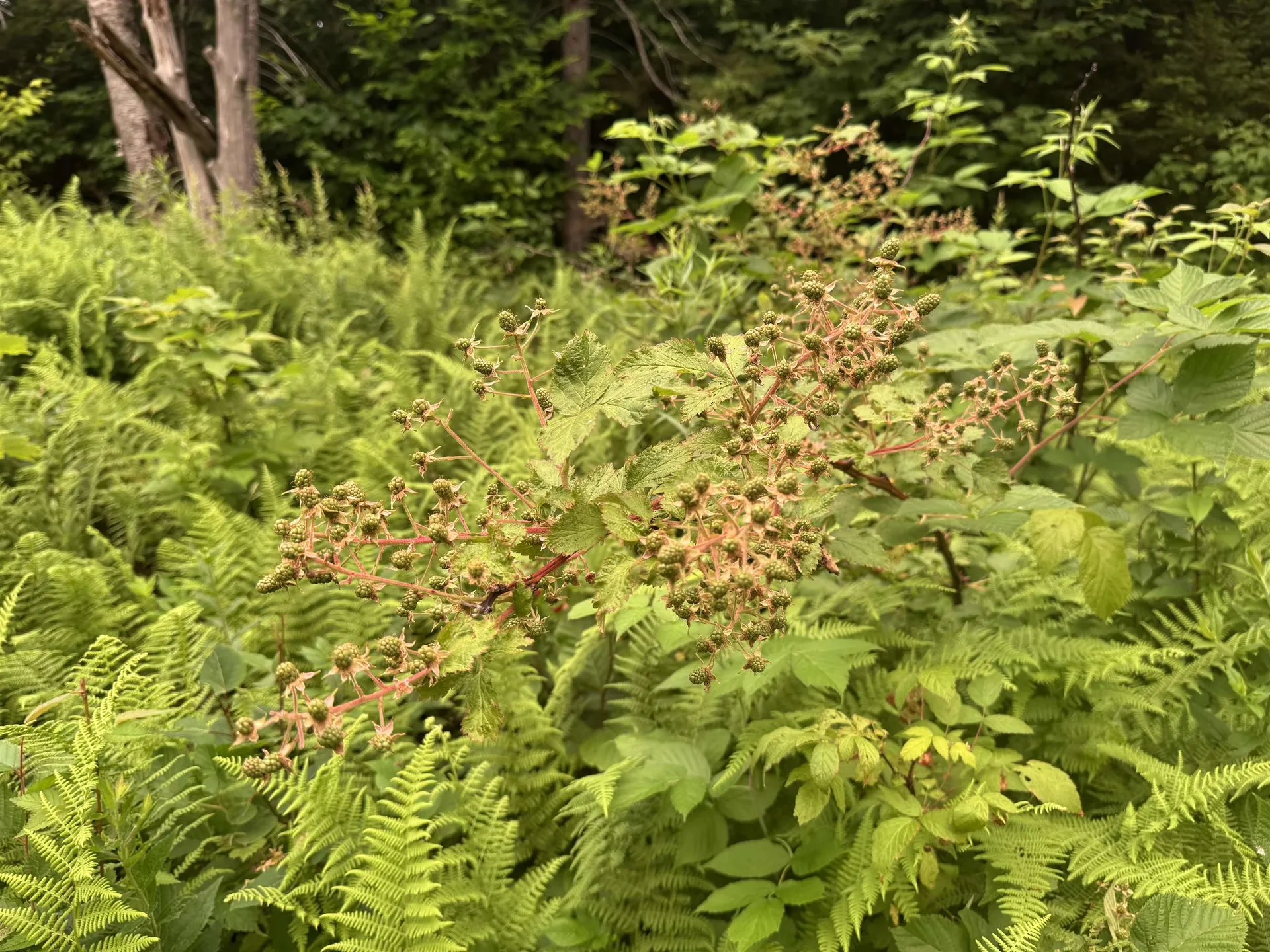 185 Valley View Road Dover VT 05356