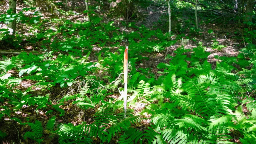 0 Berry Patch Lane Ludlow VT 05149