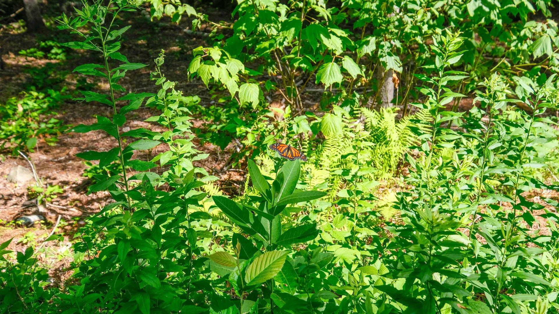 0 Berry Patch Lane Ludlow VT 05149