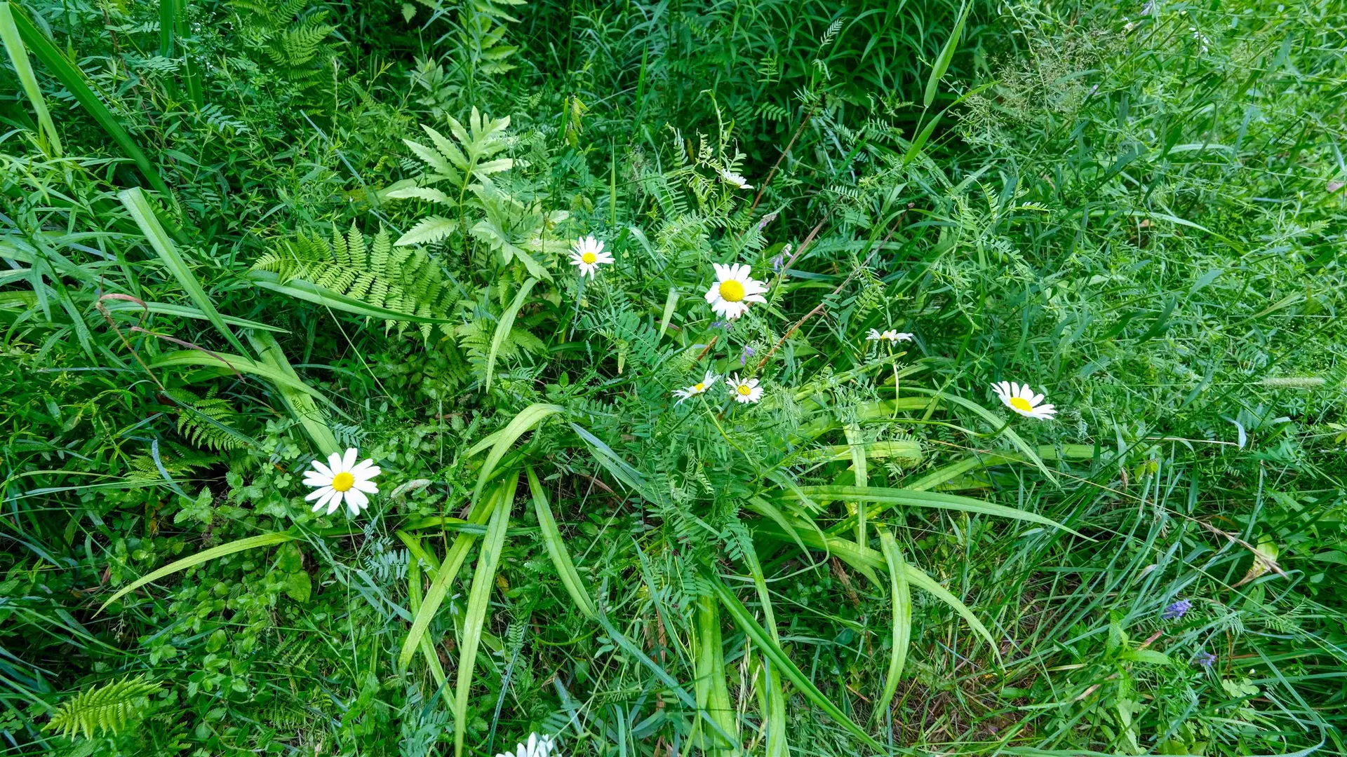 0 Berry Patch Lane Ludlow VT 05149