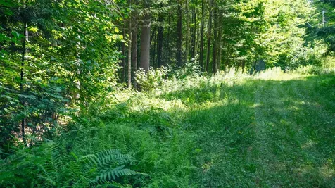 0 Berry Patch Lane Ludlow VT 05149