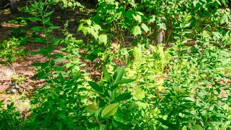 0 Berry Patch Lane Ludlow VT 05149