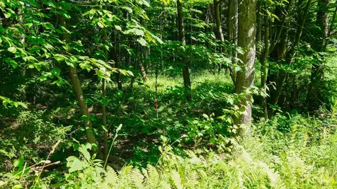 0 Berry Patch Lane Ludlow VT 05149