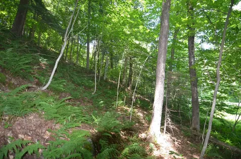 1336 Route 100 Plymouth VT 05056