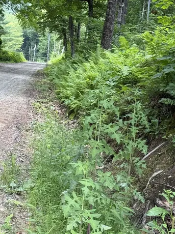 90 Stone Hill Ridge Rumney NH 03266