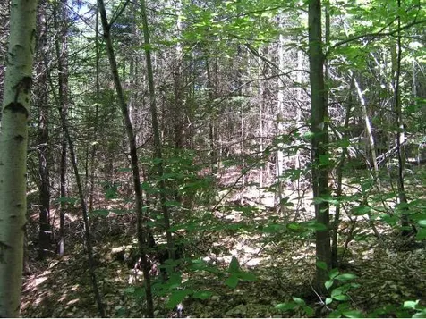 9 Snow's Mountain Road Waterville Valley NH 03215