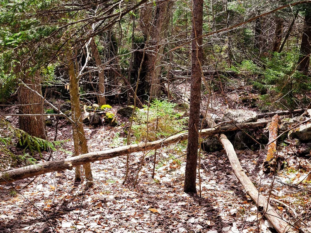 00 Notch Road Extension Trail Shrewsbury VT 05738