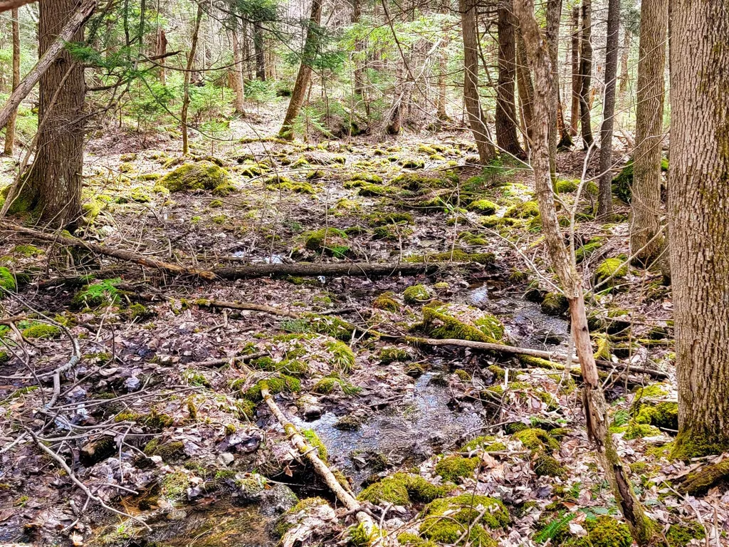 00 Notch Road Extension Trail Shrewsbury VT 05738