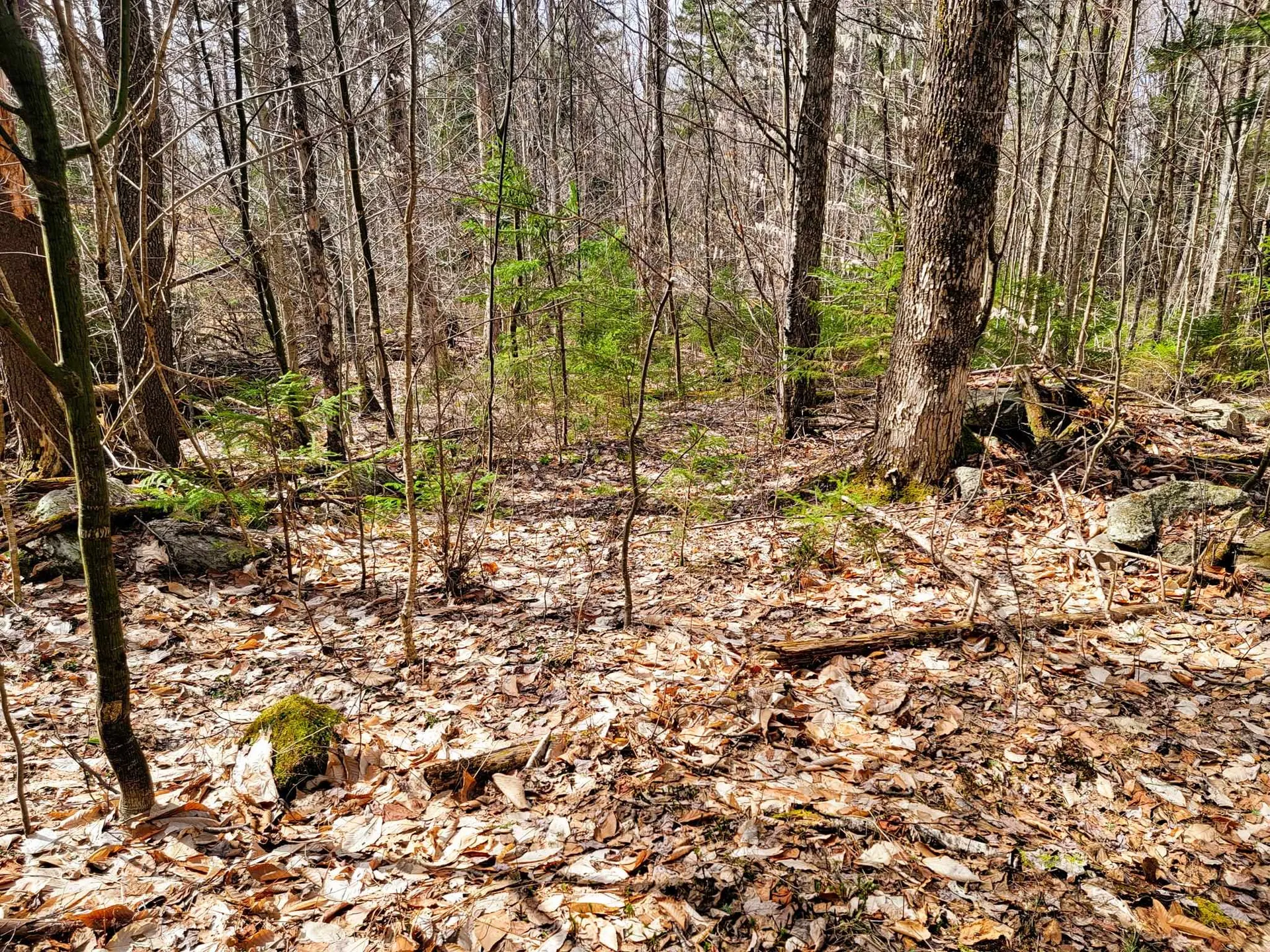 00 Notch Road Extension Trail Shrewsbury VT 05738