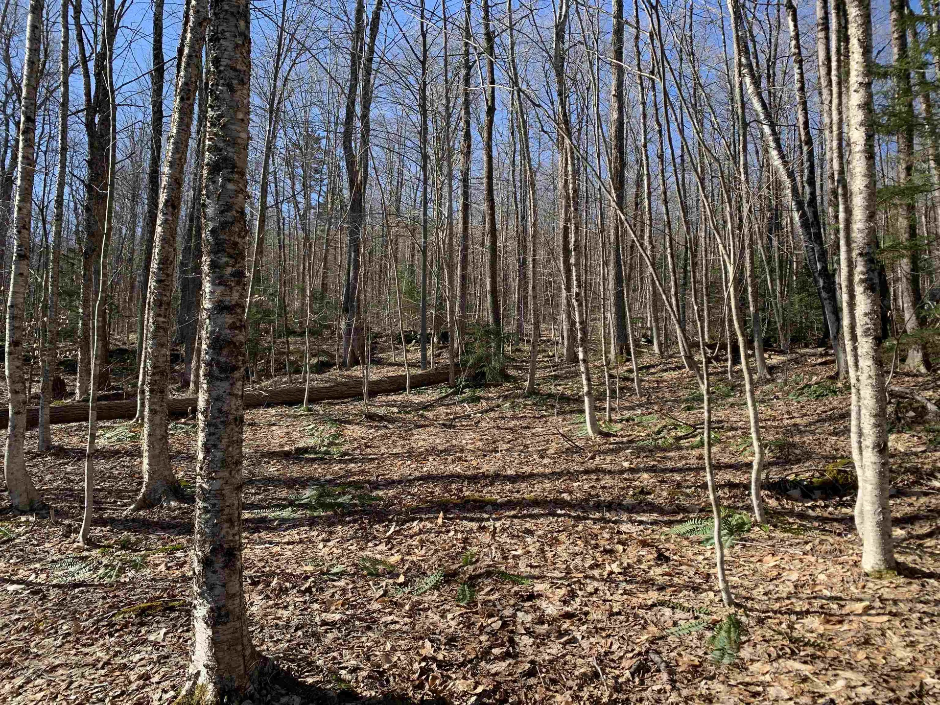 0000 Stone Chimney Road Reading VT 05062