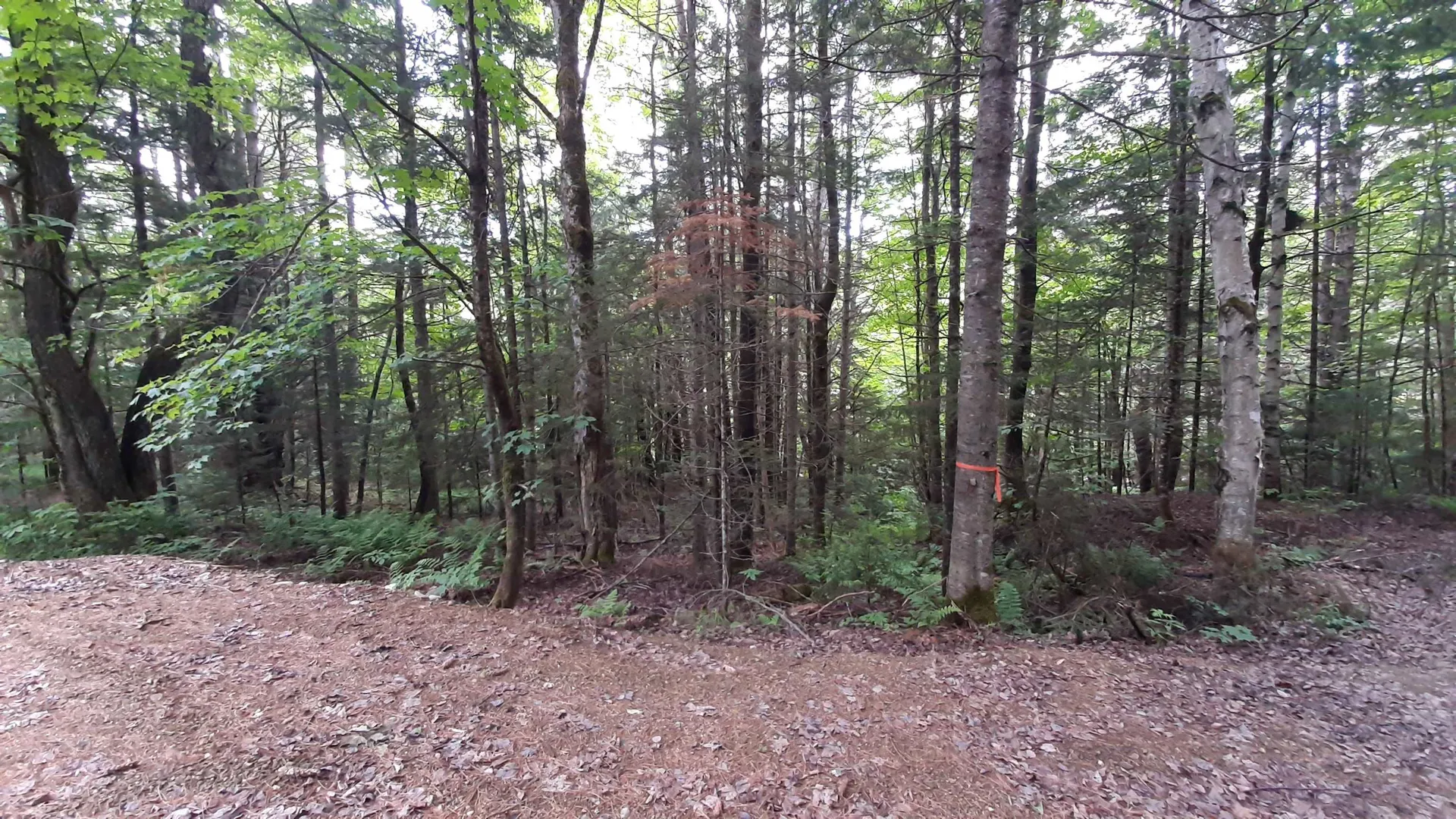 0 Route 155 Weston VT 05161