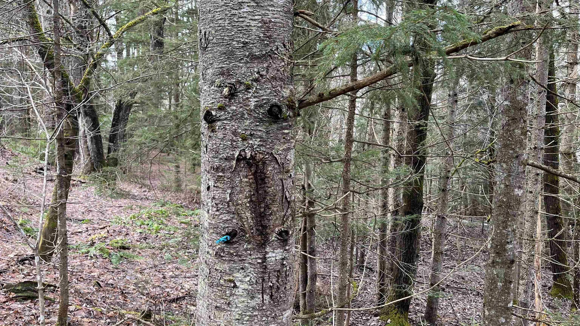 0 Route 155 Weston VT 05161