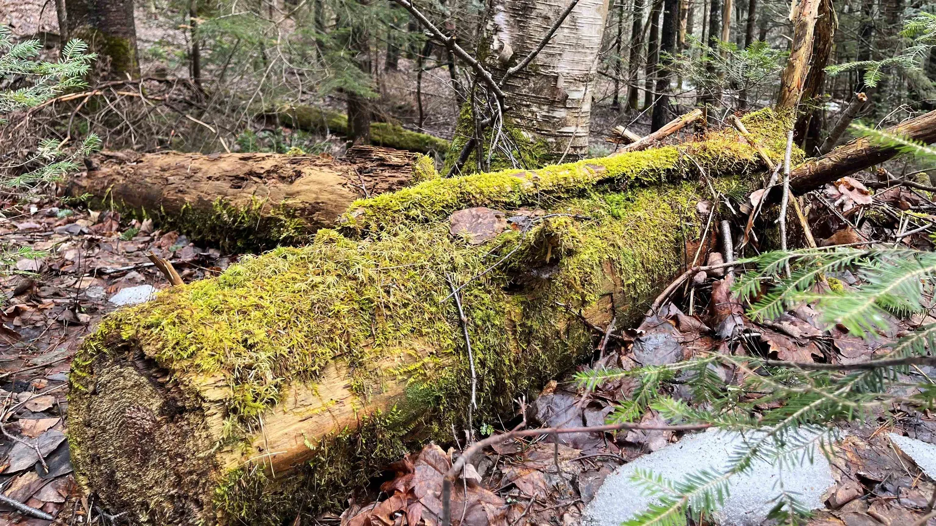 0 Route 155 Weston VT 05161