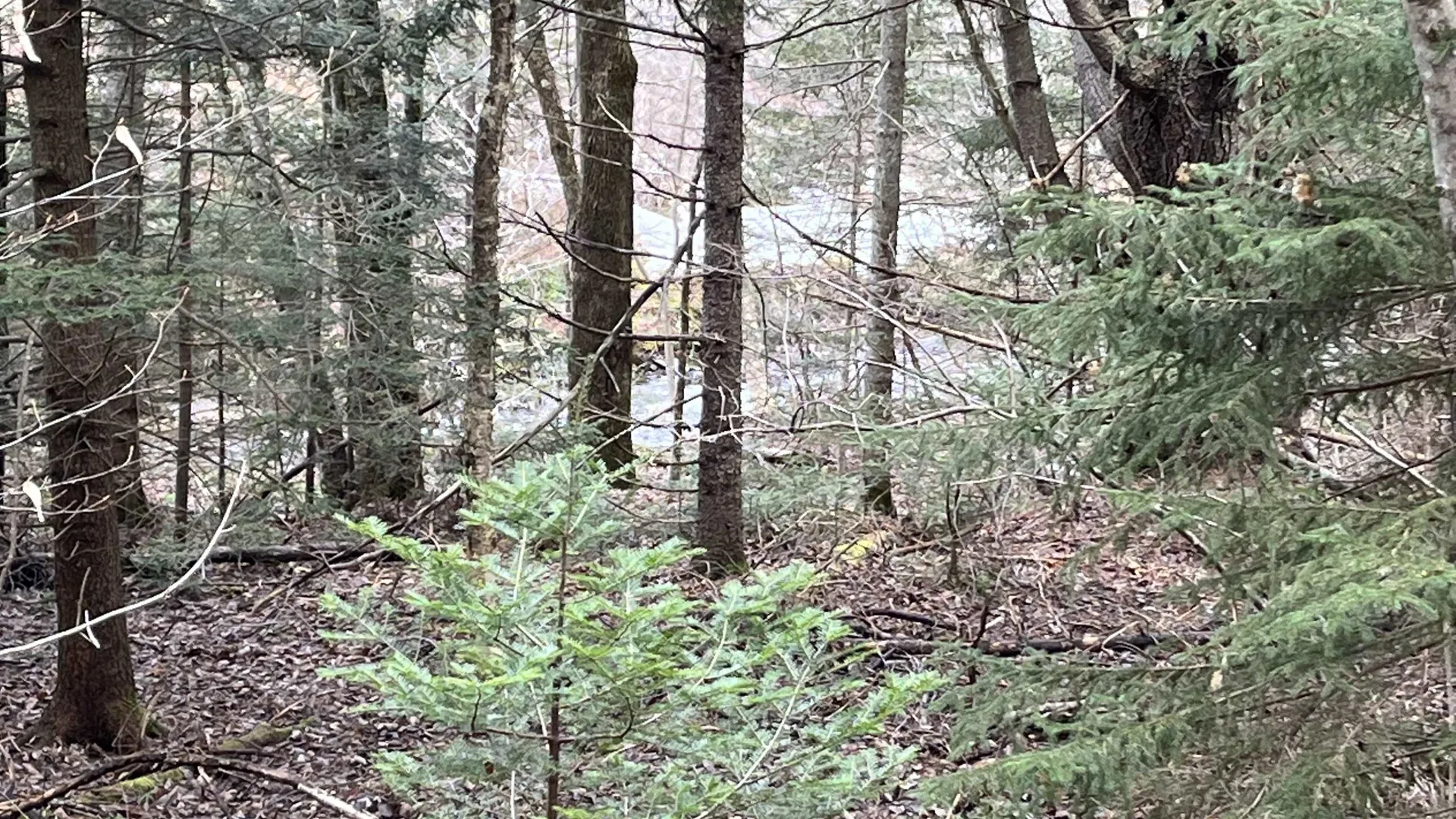 0 Route 155 Weston VT 05161