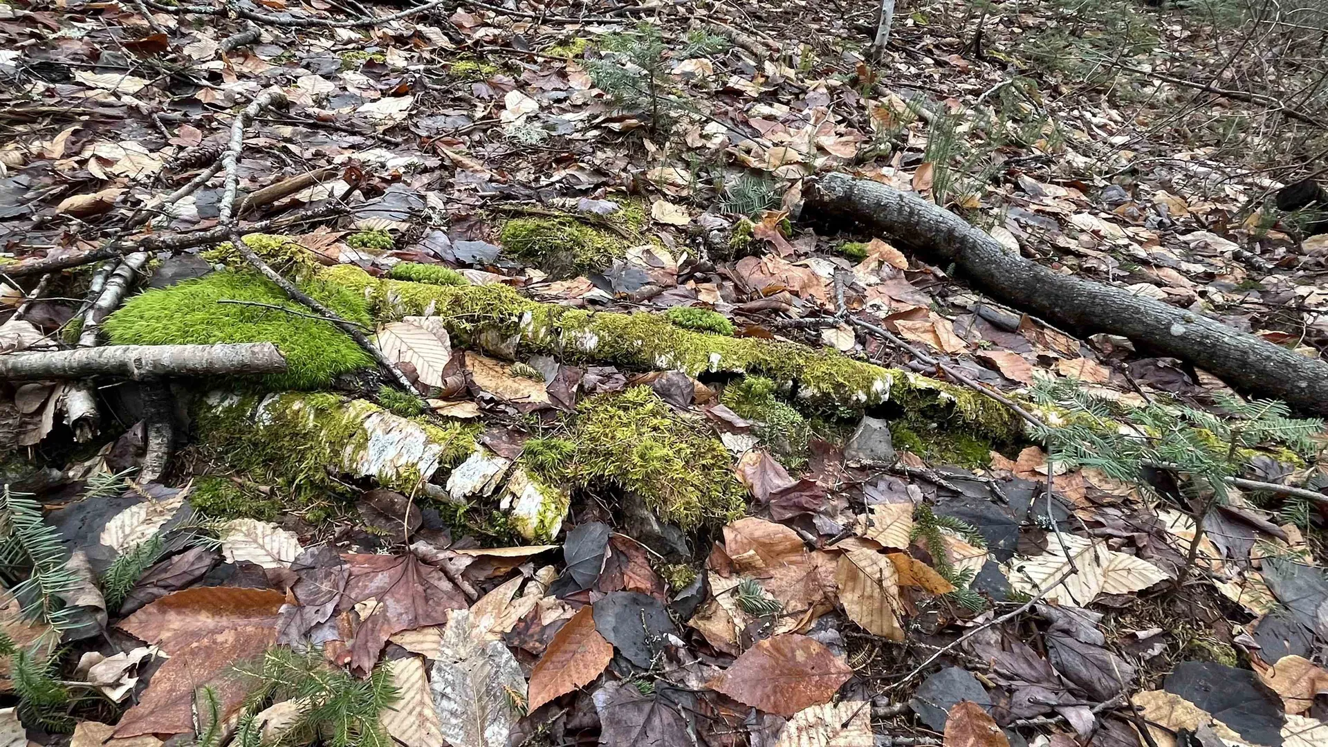 0 Route 155 Weston VT 05161