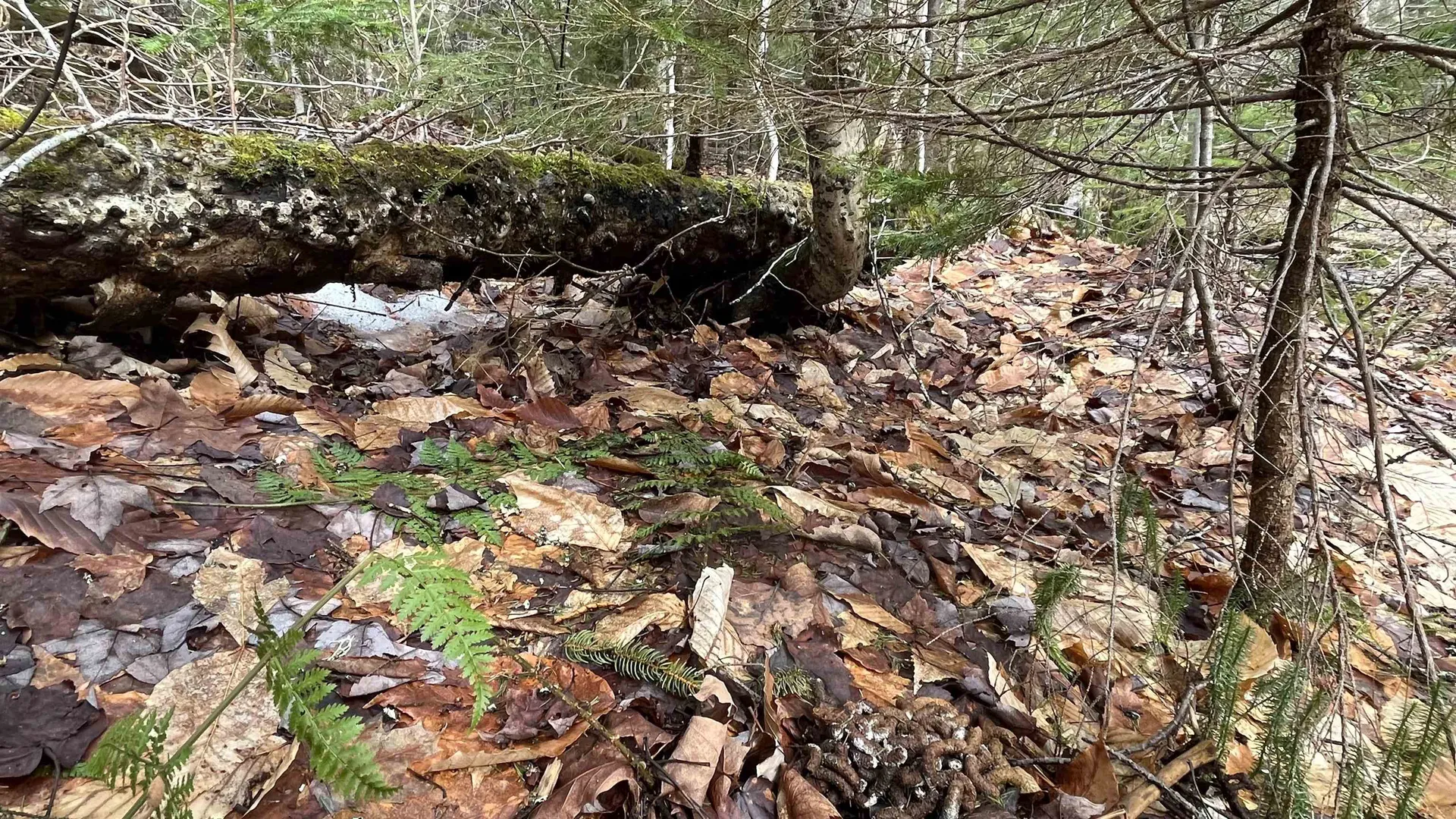 0 Route 155 Weston VT 05161