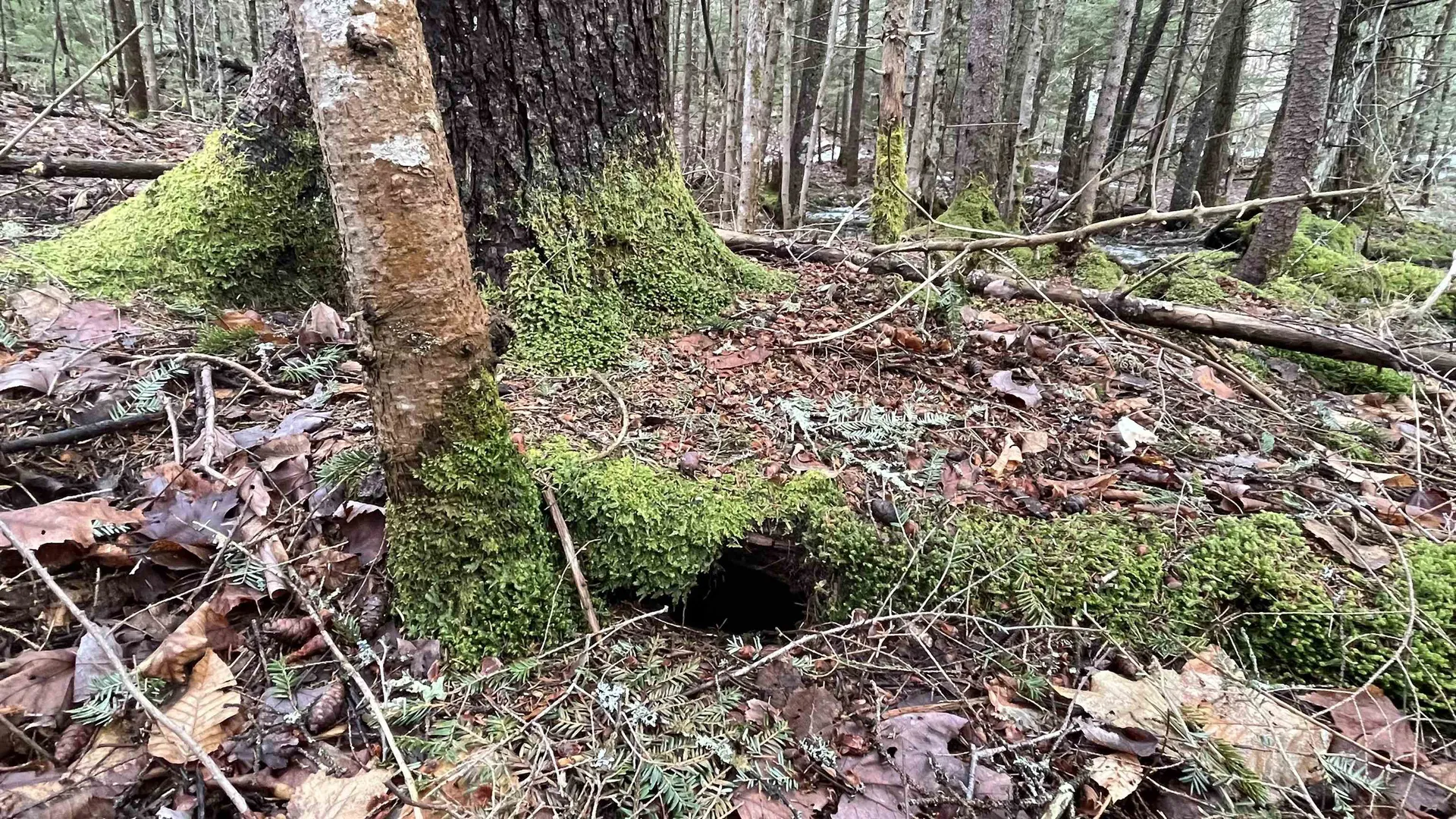 0 Route 155 Weston VT 05161