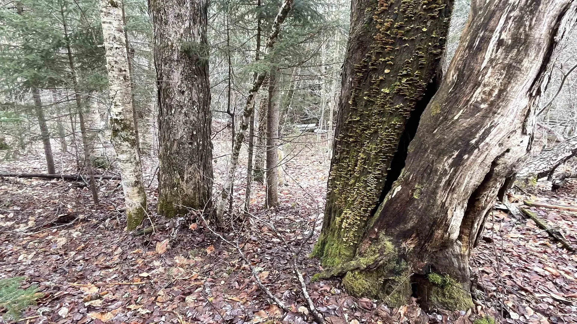 0 Route 155 Weston VT 05161