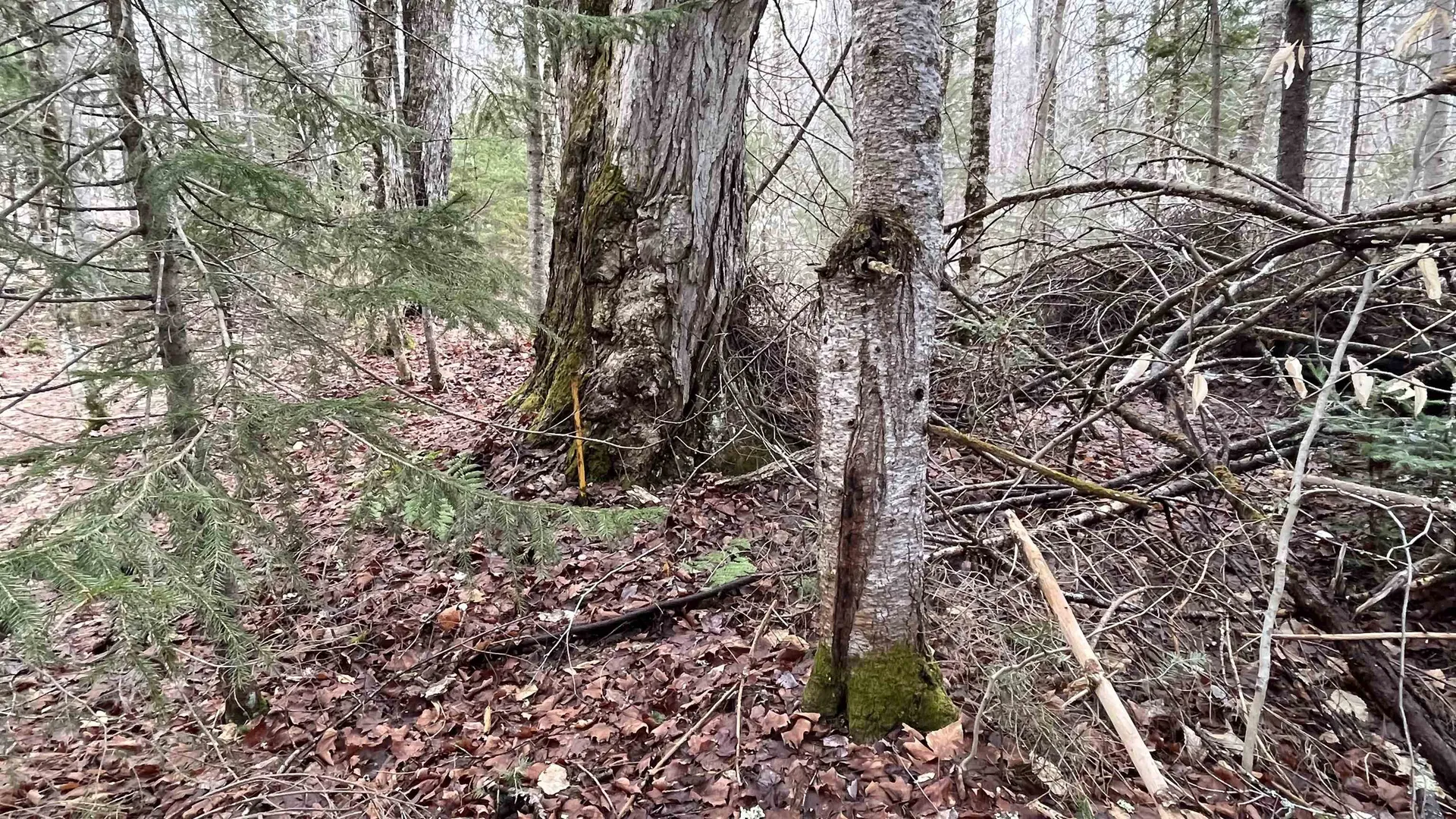 0 Route 155 Weston VT 05161