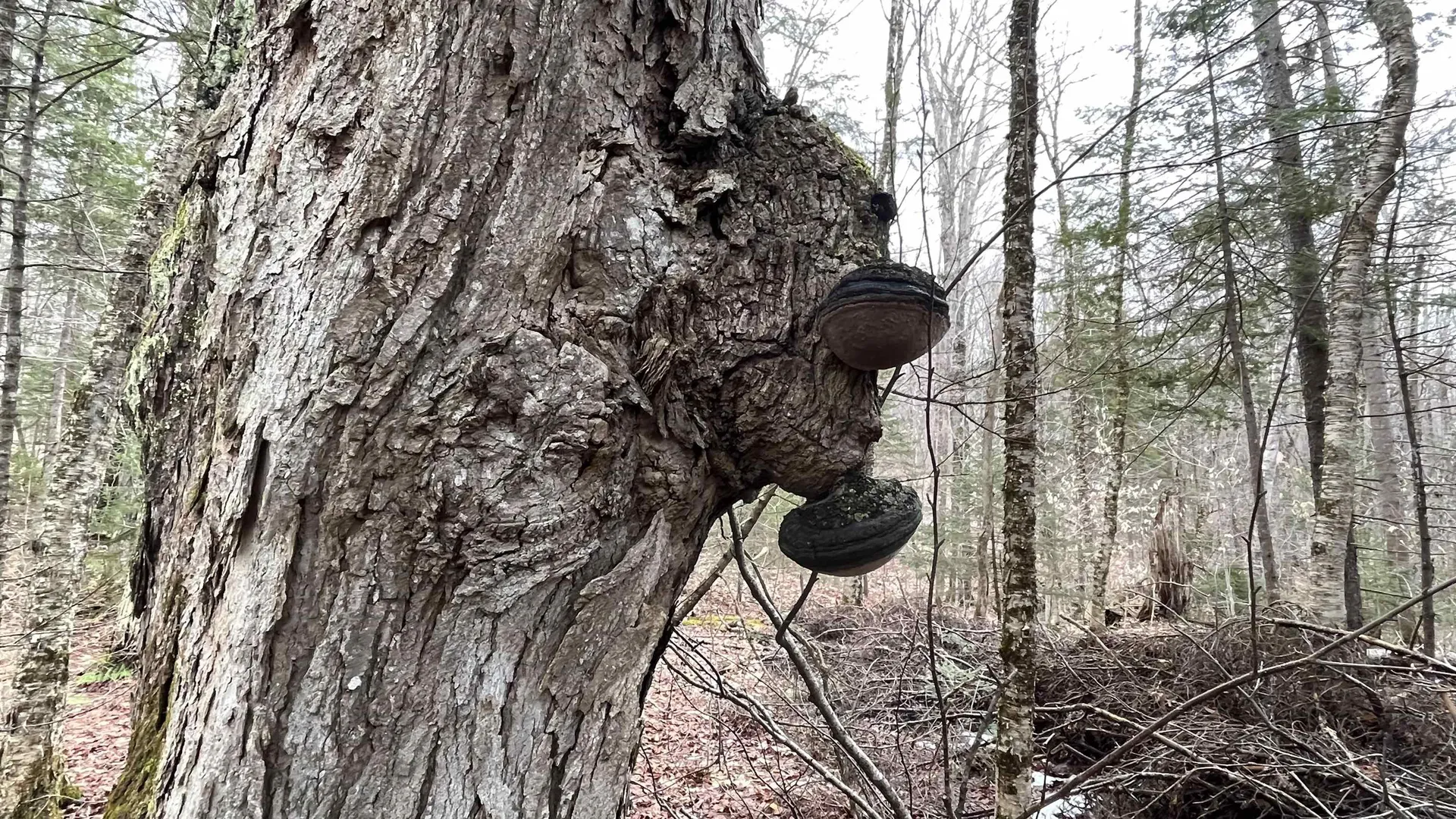 0 Route 155 Weston VT 05161