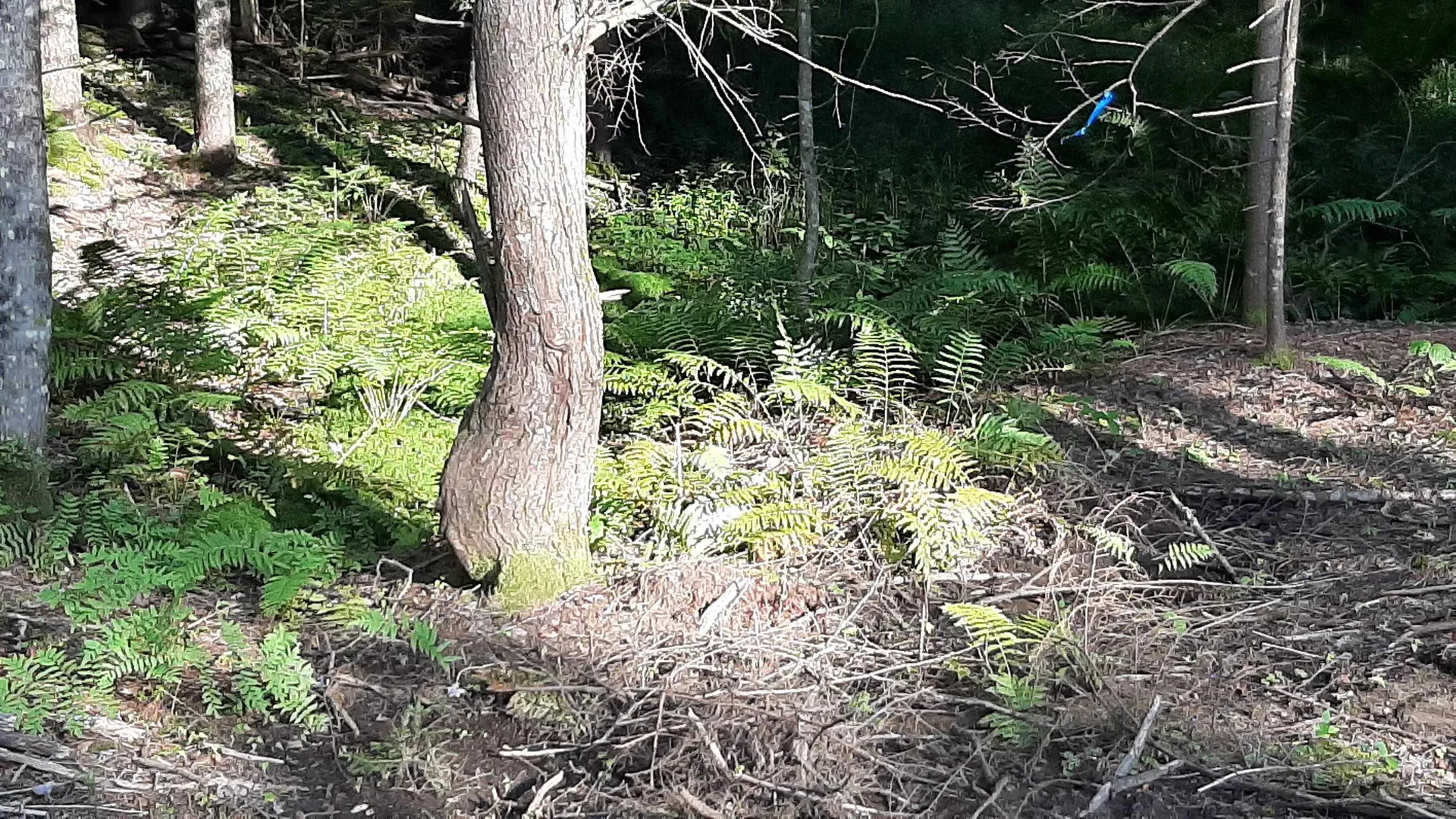 0 Route 155 Weston VT 05161