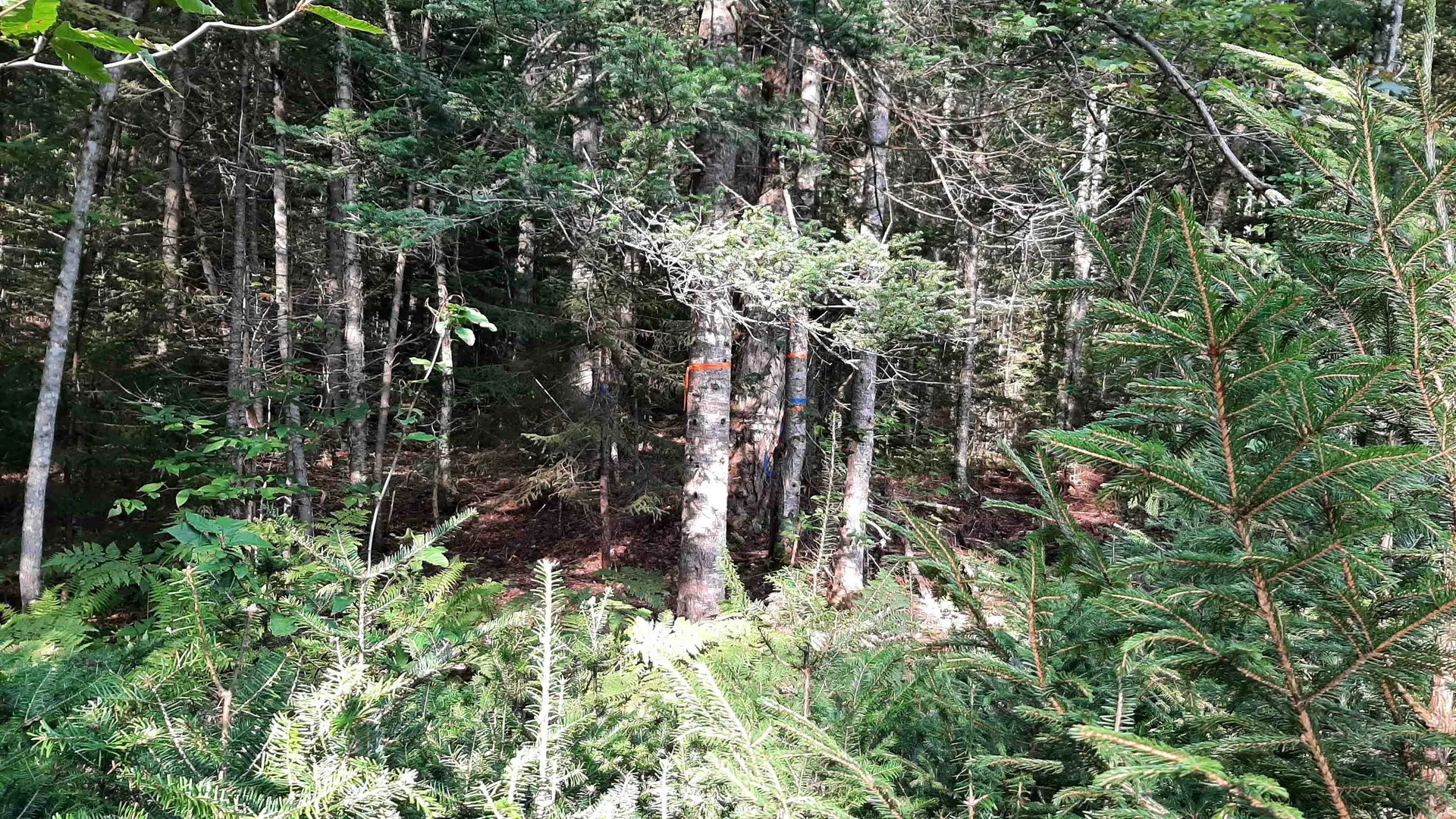 0 Route 155 Weston VT 05161