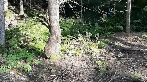 0 Route 155 Weston VT 05161