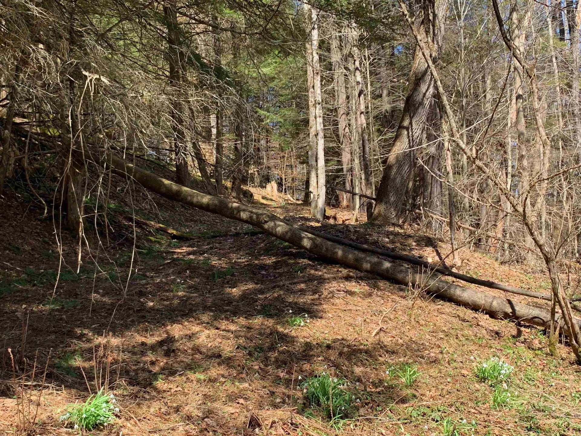 1906 South Road Woodstock VT 05091