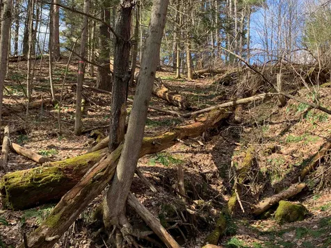 1906 South Road Woodstock VT 05091