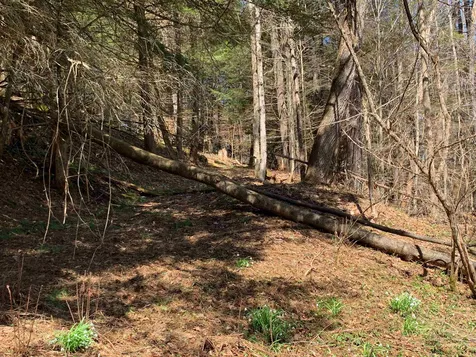 1906 South Road Woodstock VT 05091