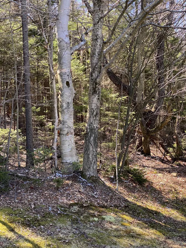 Lot 2 Mann Road Wilmington VT 05363