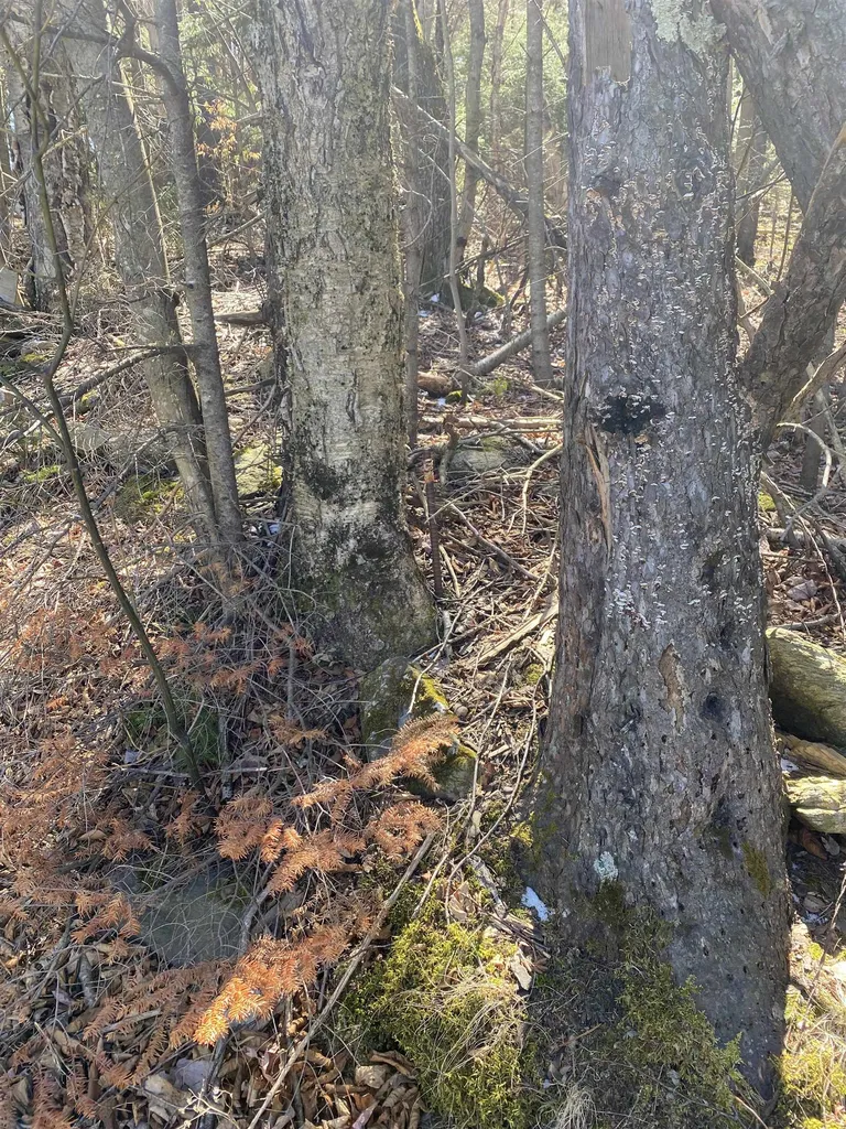 Lot 2 Mann Road Wilmington VT 05363